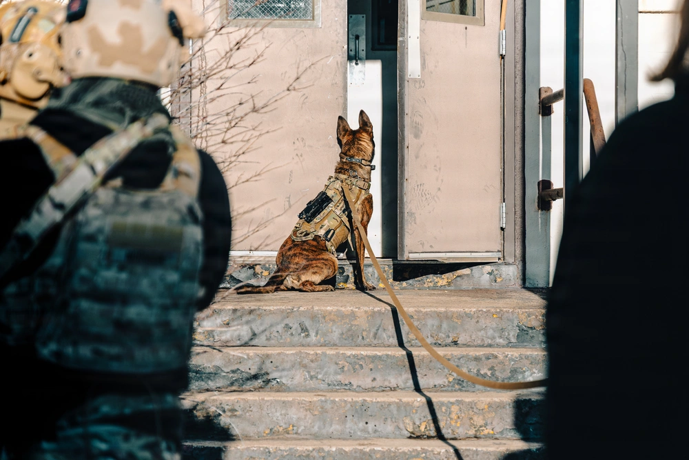 WDA working dog staged on entry steps beside kitted handlers during a training run